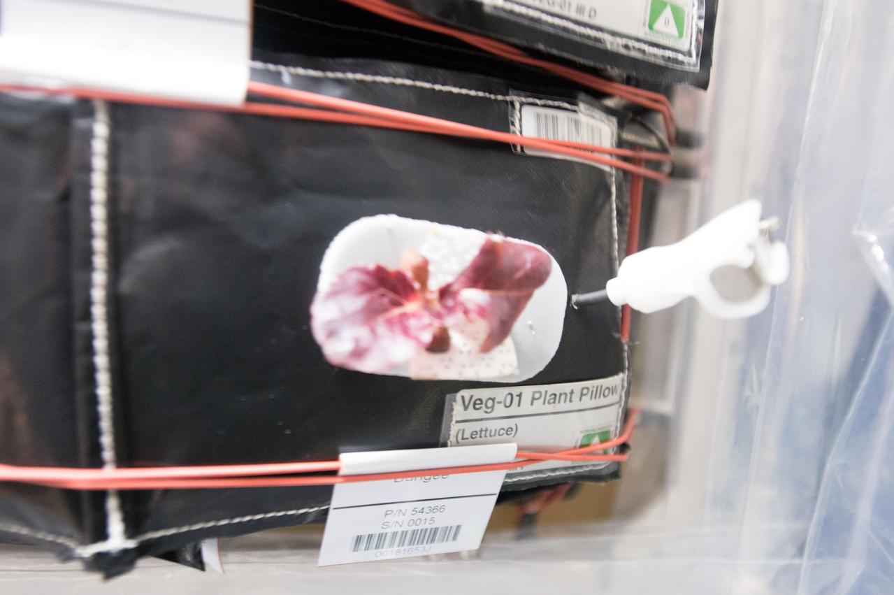 Astronaut Scott Kelly initiated VEG-01 B, the second crop of lettuce, on July, 8, 2015, and both Kelly and Astronaut Kjell Lindgren cared for the plants. The crop grew for 33 days. VEG-01 B included one set of six plant pillows planted with red romaine lettuce seeds. On Aug. 10, 2015, the crew harvested and consumed leaves from each plant. This was the first crop grown and consumed in NASA hardware. They harvested the rest of the plant tissue and froze it in the station’s Minus Eighty-Degree Laboratory Freezer for ISS (MELFI) for return to Earth for further study including microbial analysis, antioxidant capacity, mineral analysis and anthocyanin concentration.