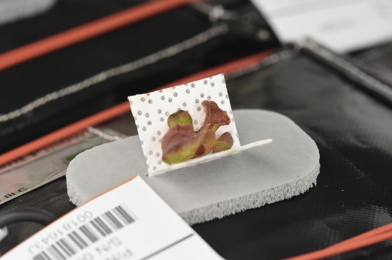 Astronaut Scott Kelly initiated VEG-01 B, the second crop of lettuce, on July, 8, 2015, and both Kelly and Astronaut Kjell Lindgren cared for the plants. The crop grew for 33 days. VEG-01 B included one set of six plant pillows planted with red romaine lettuce seeds. On Aug. 10, 2015, the crew harvested and consumed leaves from each plant. This was the first crop grown and consumed in NASA hardware. They harvested the rest of the plant tissue and froze it in the station’s Minus Eighty-Degree Laboratory Freezer for ISS (MELFI) for return to Earth for further study including microbial analysis, antioxidant capacity, mineral analysis and anthocyanin concentration. 