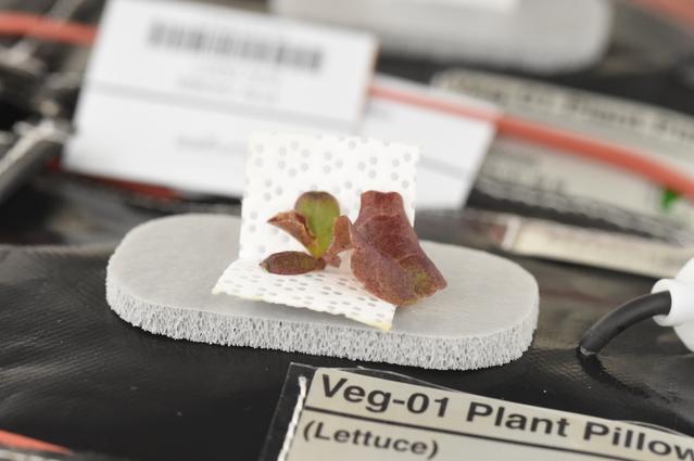 NASA image: Ground Photos - 13 DAI VEG-01B GC