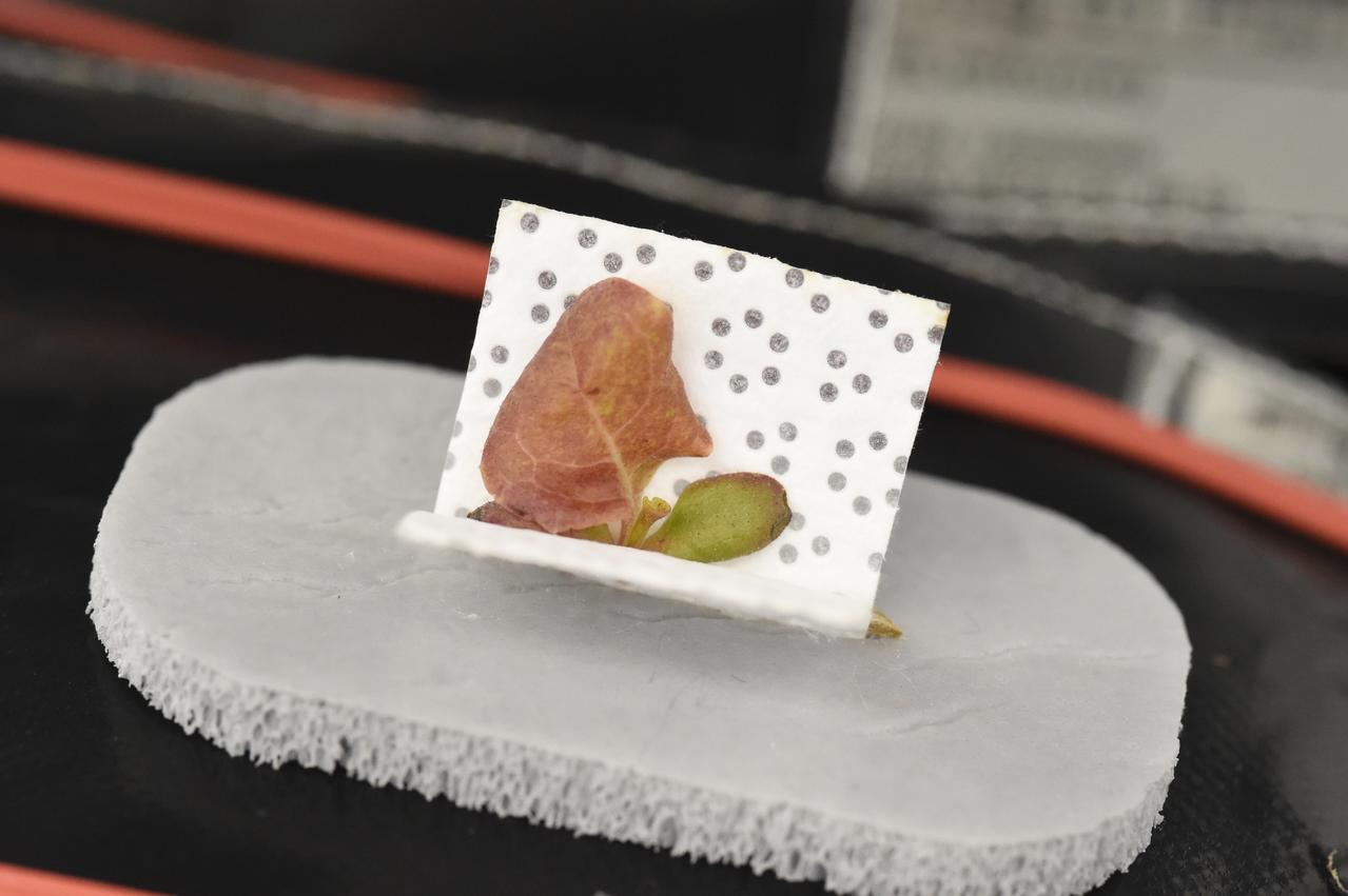 Astronaut Scott Kelly initiated VEG-01 B, the second crop of lettuce, on July, 8, 2015, and both Kelly and Astronaut Kjell Lindgren cared for the plants. The crop grew for 33 days. VEG-01 B included one set of six plant pillows planted with red romaine lettuce seeds. On Aug. 10, 2015, the crew harvested and consumed leaves from each plant. This was the first crop grown and consumed in NASA hardware. They harvested the rest of the plant tissue and froze it in the station’s Minus Eighty-Degree Laboratory Freezer for ISS (MELFI) for return to Earth for further study including microbial analysis, antioxidant capacity, mineral analysis and anthocyanin concentration. 