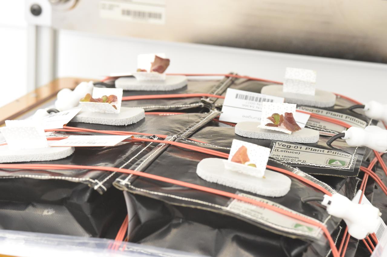 Ground Photos - 13 DAI VEG-01B GC