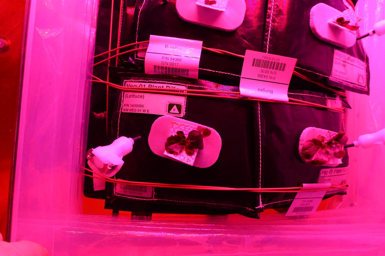 Astronaut Scott Kelly initiated VEG-01 B, the second crop of lettuce, on July, 8, 2015, and both Kelly and Astronaut Kjell Lindgren cared for the plants. The crop grew for 33 days. VEG-01 B included one set of six plant pillows planted with red romaine lettuce seeds. On Aug. 10, 2015, the crew harvested and consumed leaves from each plant. This was the first crop grown and consumed in NASA hardware. They harvested the rest of the plant tissue and froze it in the station’s Minus Eighty-Degree Laboratory Freezer for ISS (MELFI) for return to Earth for further study including microbial analysis, antioxidant capacity, mineral analysis and anthocyanin concentration.