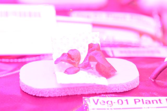 NASA image: Ground Photos - 14 DAI VEG-01B GC