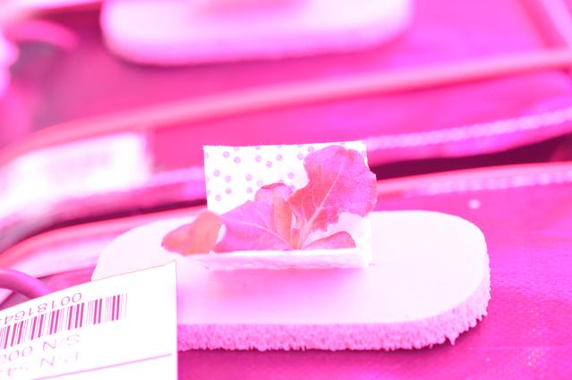 NASA image: Ground Photos - 14 DAI VEG-01B GC