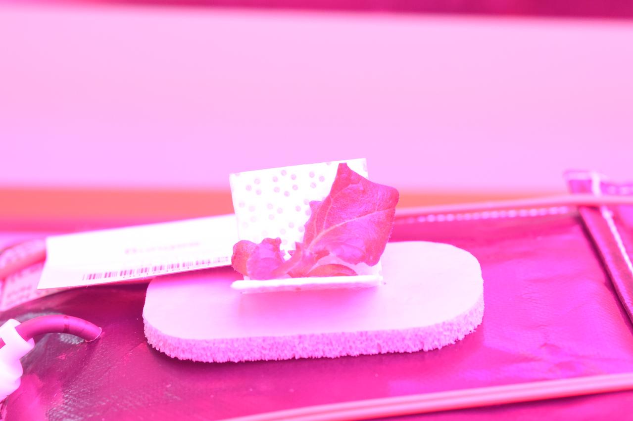 Astronaut Scott Kelly initiated VEG-01 B, the second crop of lettuce, on July, 8, 2015, and both Kelly and Astronaut Kjell Lindgren cared for the plants. The crop grew for 33 days. VEG-01 B included one set of six plant pillows planted with red romaine lettuce seeds. On Aug. 10, 2015, the crew harvested and consumed leaves from each plant. This was the first crop grown and consumed in NASA hardware. They harvested the rest of the plant tissue and froze it in the station’s Minus Eighty-Degree Laboratory Freezer for ISS (MELFI) for return to Earth for further study including microbial analysis, antioxidant capacity, mineral analysis and anthocyanin concentration. 