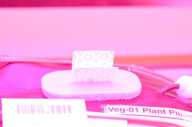 NASA image: Ground Photos - 14 DAI VEG-01B GC