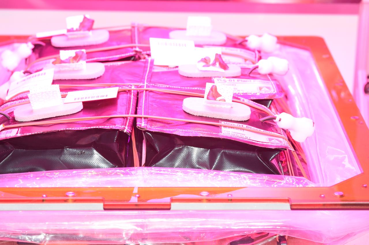 Astronaut Scott Kelly initiated VEG-01 B, the second crop of lettuce, on July, 8, 2015, and both Kelly and Astronaut Kjell Lindgren cared for the plants. The crop grew for 33 days. VEG-01 B included one set of six plant pillows planted with red romaine lettuce seeds. On Aug. 10, 2015, the crew harvested and consumed leaves from each plant. This was the first crop grown and consumed in NASA hardware. They harvested the rest of the plant tissue and froze it in the station’s Minus Eighty-Degree Laboratory Freezer for ISS (MELFI) for return to Earth for further study including microbial analysis, antioxidant capacity, mineral analysis and anthocyanin concentration. 
