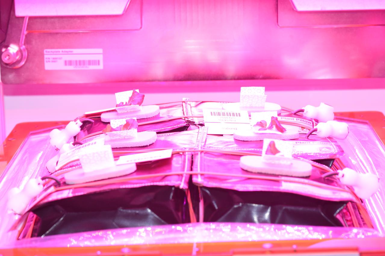Astronaut Scott Kelly initiated VEG-01 B, the second crop of lettuce, on July, 8, 2015, and both Kelly and Astronaut Kjell Lindgren cared for the plants. The crop grew for 33 days. VEG-01 B included one set of six plant pillows planted with red romaine lettuce seeds. On Aug. 10, 2015, the crew harvested and consumed leaves from each plant. This was the first crop grown and consumed in NASA hardware. They harvested the rest of the plant tissue and froze it in the station’s Minus Eighty-Degree Laboratory Freezer for ISS (MELFI) for return to Earth for further study including microbial analysis, antioxidant capacity, mineral analysis and anthocyanin concentration. 