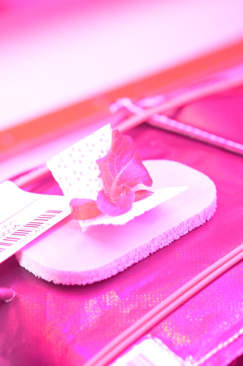 Astronaut Scott Kelly initiated VEG-01 B, the second crop of lettuce, on July, 8, 2015, and both Kelly and Astronaut Kjell Lindgren cared for the plants. The crop grew for 33 days. VEG-01 B included one set of six plant pillows planted with red romaine lettuce seeds. On Aug. 10, 2015, the crew harvested and consumed leaves from each plant. This was the first crop grown and consumed in NASA hardware. They harvested the rest of the plant tissue and froze it in the station’s Minus Eighty-Degree Laboratory Freezer for ISS (MELFI) for return to Earth for further study including microbial analysis, antioxidant capacity, mineral analysis and anthocyanin concentration. 