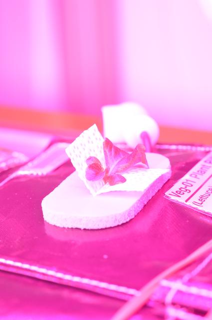 NASA image: Ground Photos - 14 DAI VEG-01B GC