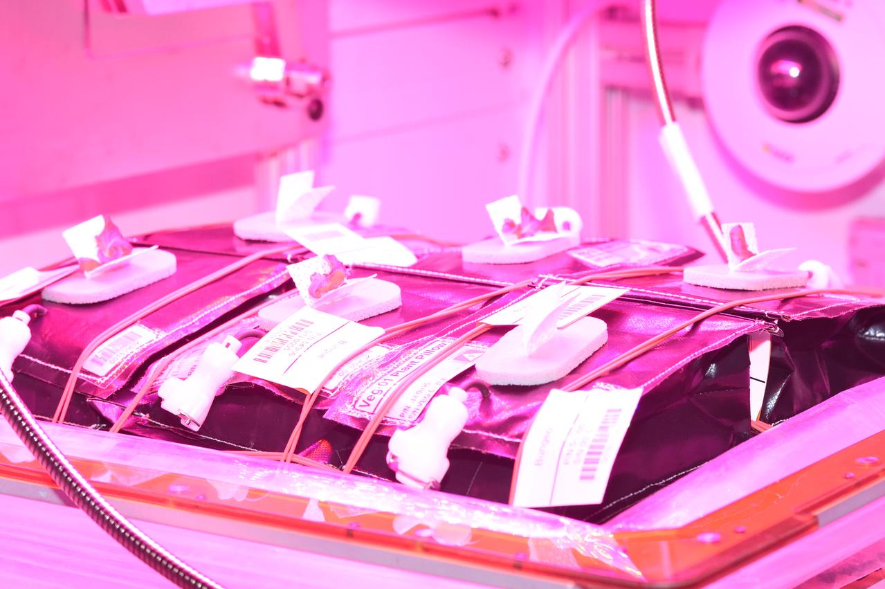 Astronaut Scott Kelly initiated VEG-01 B, the second crop of lettuce, on July, 8, 2015, and both Kelly and Astronaut Kjell Lindgren cared for the plants. The crop grew for 33 days. VEG-01 B included one set of six plant pillows planted with red romaine lettuce seeds. On Aug. 10, 2015, the crew harvested and consumed leaves from each plant. This was the first crop grown and consumed in NASA hardware. They harvested the rest of the plant tissue and froze it in the station’s Minus Eighty-Degree Laboratory Freezer for ISS (MELFI) for return to Earth for further study including microbial analysis, antioxidant capacity, mineral analysis and anthocyanin concentration. 