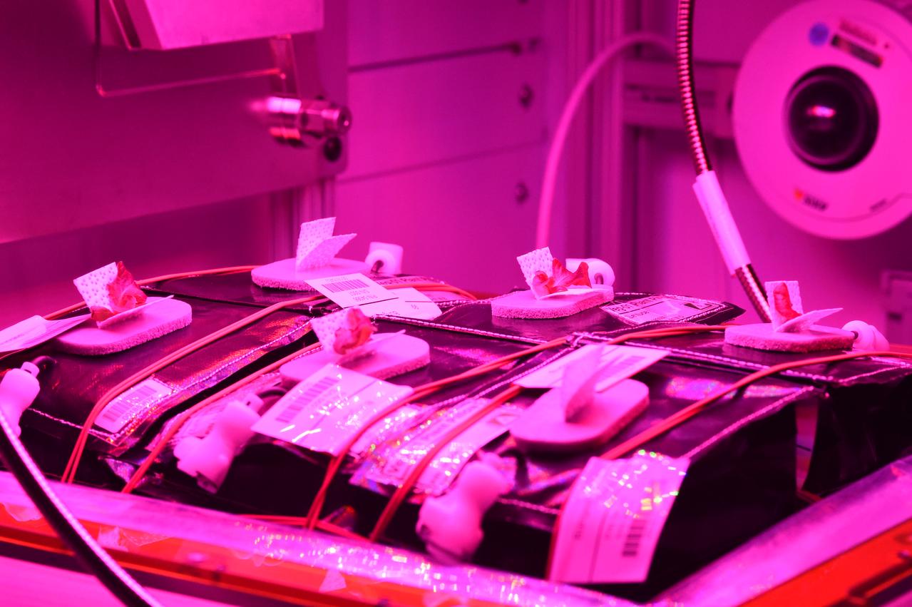 Astronaut Scott Kelly initiated VEG-01 B, the second crop of lettuce, on July, 8, 2015, and both Kelly and Astronaut Kjell Lindgren cared for the plants. The crop grew for 33 days. VEG-01 B included one set of six plant pillows planted with red romaine lettuce seeds. On Aug. 10, 2015, the crew harvested and consumed leaves from each plant. This was the first crop grown and consumed in NASA hardware. They harvested the rest of the plant tissue and froze it in the station’s Minus Eighty-Degree Laboratory Freezer for ISS (MELFI) for return to Earth for further study including microbial analysis, antioxidant capacity, mineral analysis and anthocyanin concentration. 