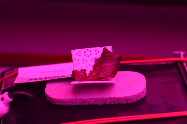 NASA image: Ground Photos - 14 DAI VEG-01B GC