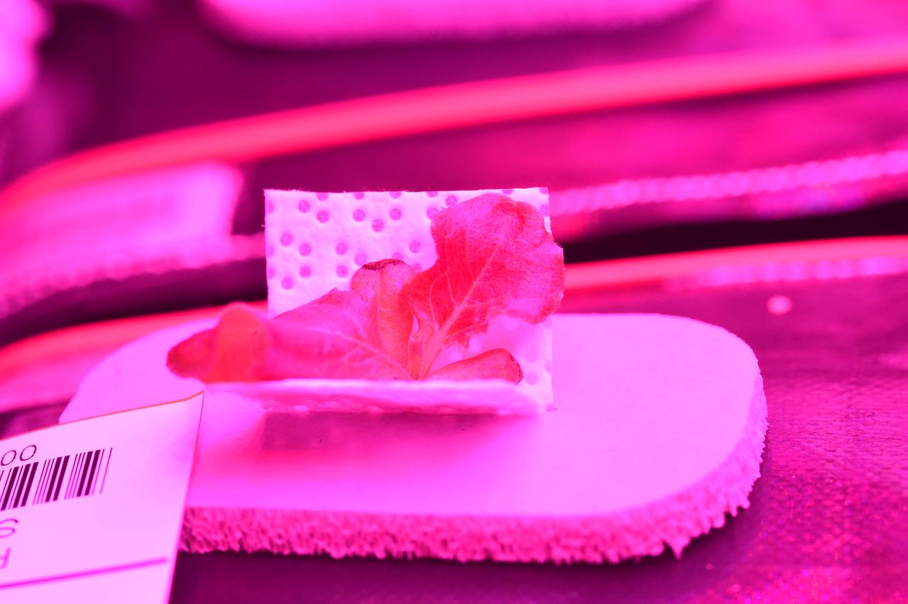 Astronaut Scott Kelly initiated VEG-01 B, the second crop of lettuce, on July, 8, 2015, and both Kelly and Astronaut Kjell Lindgren cared for the plants. The crop grew for 33 days. VEG-01 B included one set of six plant pillows planted with red romaine lettuce seeds. On Aug. 10, 2015, the crew harvested and consumed leaves from each plant. This was the first crop grown and consumed in NASA hardware. They harvested the rest of the plant tissue and froze it in the station’s Minus Eighty-Degree Laboratory Freezer for ISS (MELFI) for return to Earth for further study including microbial analysis, antioxidant capacity, mineral analysis and anthocyanin concentration. 