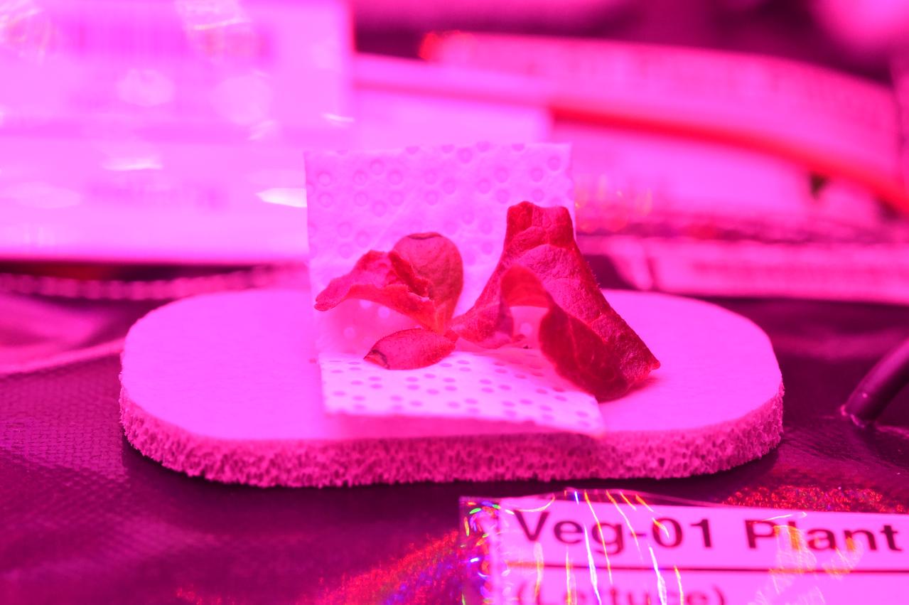 Astronaut Scott Kelly initiated VEG-01 B, the second crop of lettuce, on July, 8, 2015, and both Kelly and Astronaut Kjell Lindgren cared for the plants. The crop grew for 33 days. VEG-01 B included one set of six plant pillows planted with red romaine lettuce seeds. On Aug. 10, 2015, the crew harvested and consumed leaves from each plant. This was the first crop grown and consumed in NASA hardware. They harvested the rest of the plant tissue and froze it in the station’s Minus Eighty-Degree Laboratory Freezer for ISS (MELFI) for return to Earth for further study including microbial analysis, antioxidant capacity, mineral analysis and anthocyanin concentration. 
