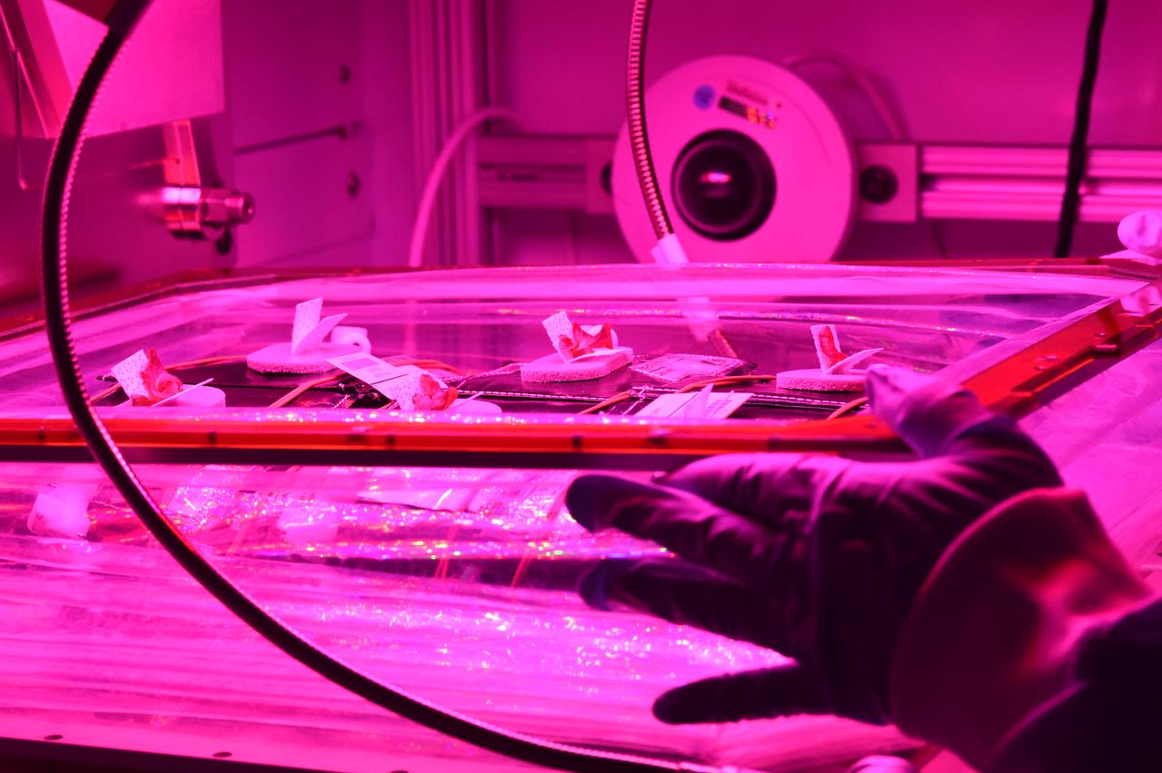 Astronaut Scott Kelly initiated VEG-01 B, the second crop of lettuce, on July, 8, 2015, and both Kelly and Astronaut Kjell Lindgren cared for the plants. The crop grew for 33 days. VEG-01 B included one set of six plant pillows planted with red romaine lettuce seeds. On Aug. 10, 2015, the crew harvested and consumed leaves from each plant. This was the first crop grown and consumed in NASA hardware. They harvested the rest of the plant tissue and froze it in the station’s Minus Eighty-Degree Laboratory Freezer for ISS (MELFI) for return to Earth for further study including microbial analysis, antioxidant capacity, mineral analysis and anthocyanin concentration. 