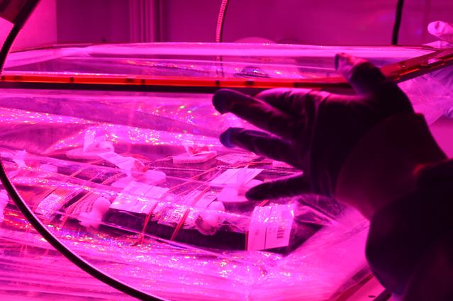 NASA image: Ground Photos - 14 DAI VEG-01B GC