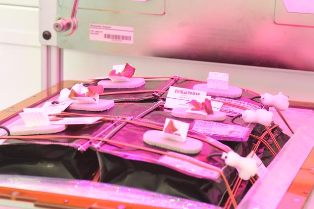 NASA image: Ground Photos - 15 DAI VEG-01B GC