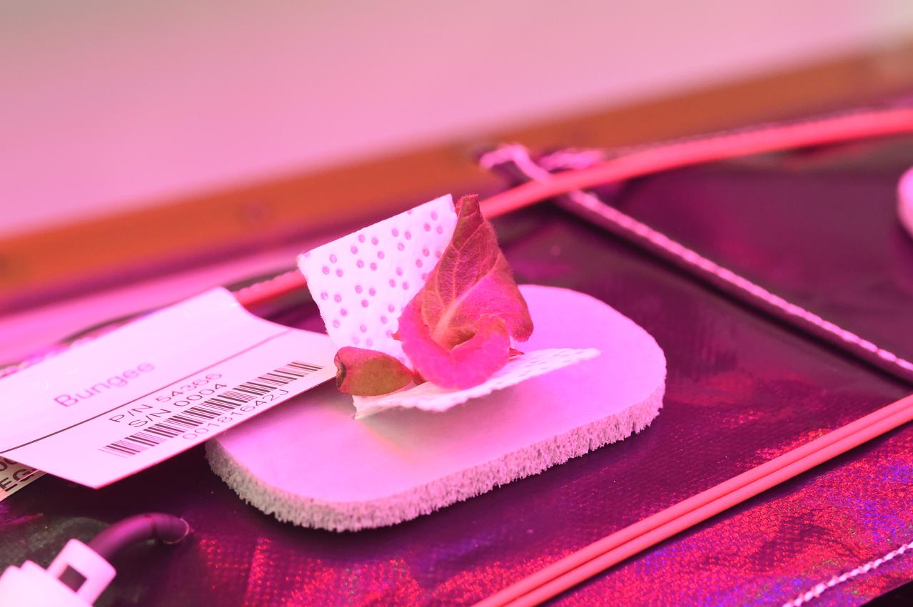 Astronaut Scott Kelly initiated VEG-01 B, the second crop of lettuce, on July, 8, 2015, and both Kelly and Astronaut Kjell Lindgren cared for the plants. The crop grew for 33 days. VEG-01 B included one set of six plant pillows planted with red romaine lettuce seeds. On Aug. 10, 2015, the crew harvested and consumed leaves from each plant. This was the first crop grown and consumed in NASA hardware. They harvested the rest of the plant tissue and froze it in the station’s Minus Eighty-Degree Laboratory Freezer for ISS (MELFI) for return to Earth for further study including microbial analysis, antioxidant capacity, mineral analysis and anthocyanin concentration. 