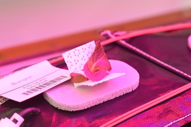 NASA image: Ground Photos - 15 DAI VEG-01B GC