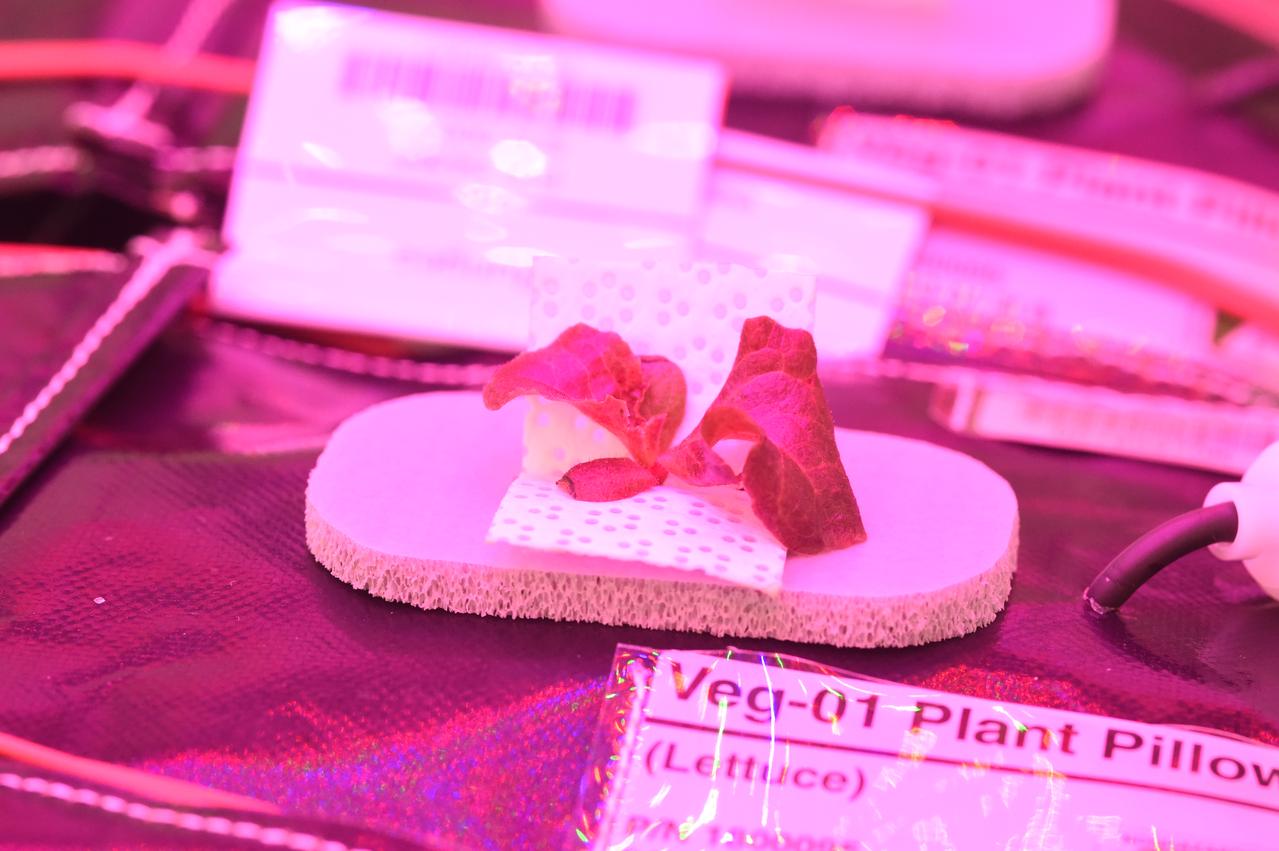 Astronaut Scott Kelly initiated VEG-01 B, the second crop of lettuce, on July, 8, 2015, and both Kelly and Astronaut Kjell Lindgren cared for the plants. The crop grew for 33 days. VEG-01 B included one set of six plant pillows planted with red romaine lettuce seeds. On Aug. 10, 2015, the crew harvested and consumed leaves from each plant. This was the first crop grown and consumed in NASA hardware. They harvested the rest of the plant tissue and froze it in the station’s Minus Eighty-Degree Laboratory Freezer for ISS (MELFI) for return to Earth for further study including microbial analysis, antioxidant capacity, mineral analysis and anthocyanin concentration. 