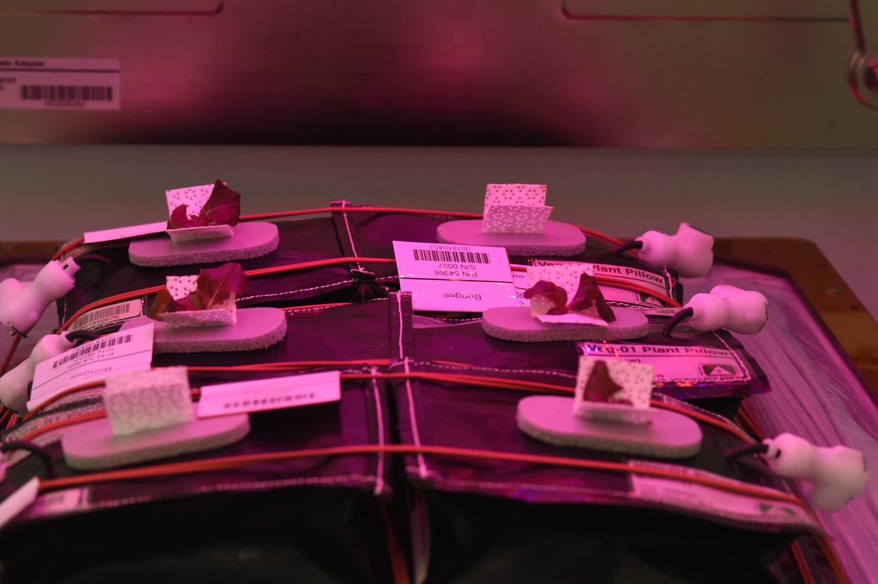 Astronaut Scott Kelly initiated VEG-01 B, the second crop of lettuce, on July, 8, 2015, and both Kelly and Astronaut Kjell Lindgren cared for the plants. The crop grew for 33 days. VEG-01 B included one set of six plant pillows planted with red romaine lettuce seeds. On Aug. 10, 2015, the crew harvested and consumed leaves from each plant. This was the first crop grown and consumed in NASA hardware. They harvested the rest of the plant tissue and froze it in the station’s Minus Eighty-Degree Laboratory Freezer for ISS (MELFI) for return to Earth for further study including microbial analysis, antioxidant capacity, mineral analysis and anthocyanin concentration. 