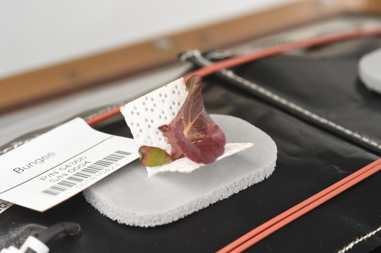 Astronaut Scott Kelly initiated VEG-01 B, the second crop of lettuce, on July, 8, 2015, and both Kelly and Astronaut Kjell Lindgren cared for the plants. The crop grew for 33 days. VEG-01 B included one set of six plant pillows planted with red romaine lettuce seeds. On Aug. 10, 2015, the crew harvested and consumed leaves from each plant. This was the first crop grown and consumed in NASA hardware. They harvested the rest of the plant tissue and froze it in the station’s Minus Eighty-Degree Laboratory Freezer for ISS (MELFI) for return to Earth for further study including microbial analysis, antioxidant capacity, mineral analysis and anthocyanin concentration. 