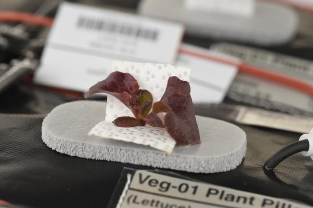 NASA image: Ground Photos - 16 DAI VEG-01B GC