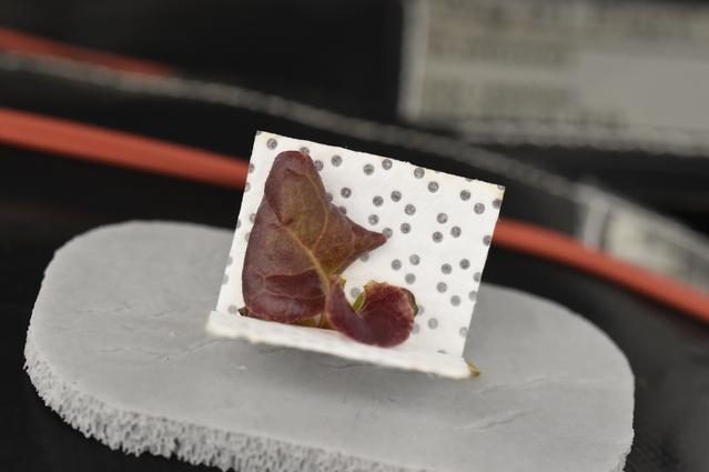 NASA image: Ground Photos - 16 DAI VEG-01B GC