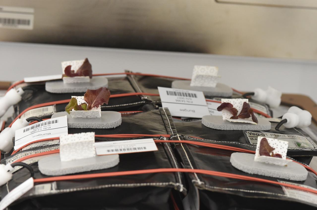 Ground Photos - 16 DAI VEG-01B GC