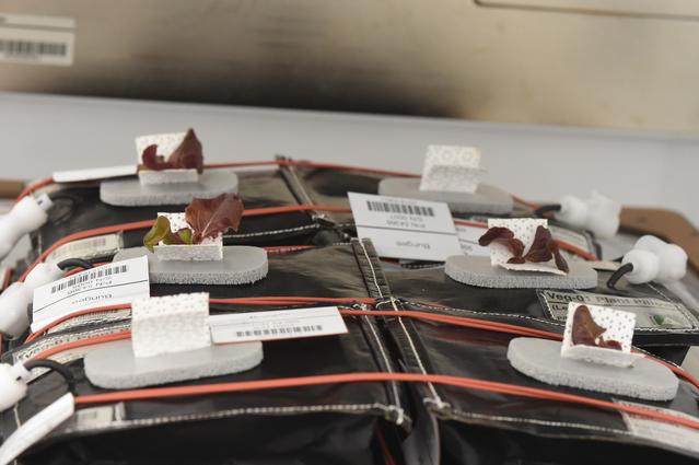 NASA image: Ground Photos - 16 DAI VEG-01B GC