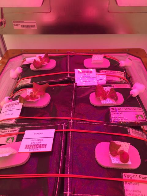 Astronaut Scott Kelly initiated VEG-01 B, the second crop of lettuce, on July, 8, 2015, and both Kelly and Astronaut Kjell Lindgren cared for the plants. The crop grew for 33 days. VEG-01 B included one set of six plant pillows planted with red romaine lettuce seeds. On Aug. 10, 2015, the crew harvested and consumed leaves from each plant. This was the first crop grown and consumed in NASA hardware. They harvested the rest of the plant tissue and froze it in the station’s Minus Eighty-Degree Laboratory Freezer for ISS (MELFI) for return to Earth for further study including microbial analysis, antioxidant capacity, mineral analysis and anthocyanin concentration. 