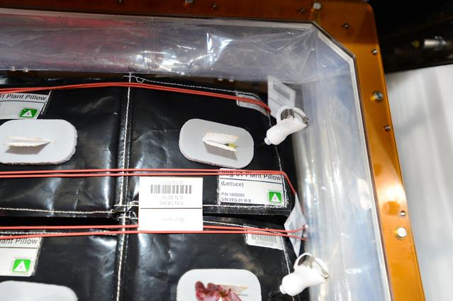 NASA image: Flight Photos - VEG-01B Day 18 GMT 207