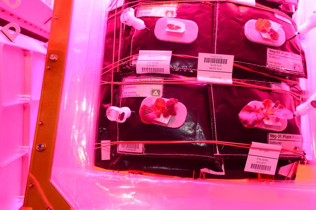 NASA image: Flight Photos - VEG-01B Day 18 GMT 207