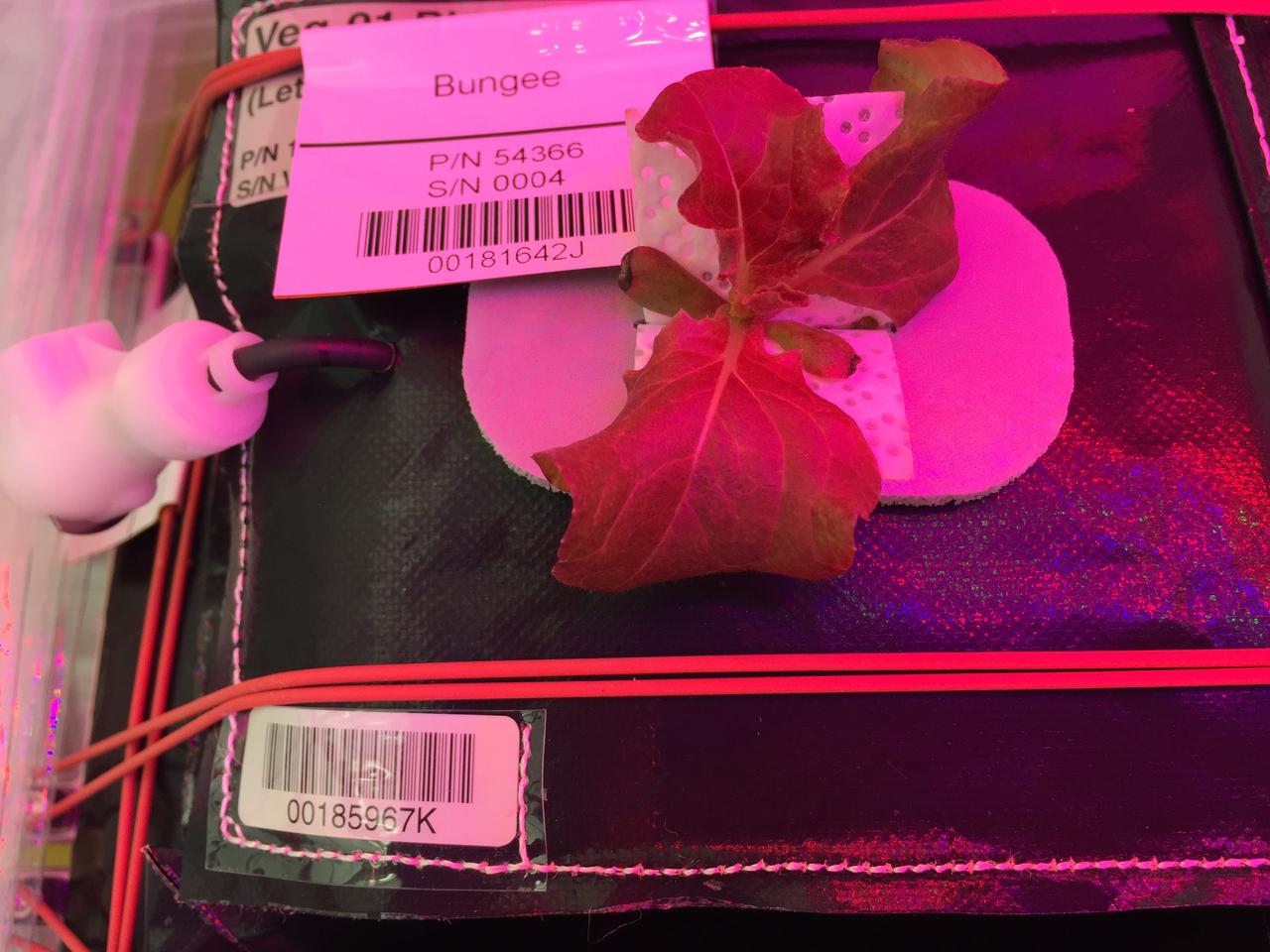 Astronaut Scott Kelly initiated VEG-01 B, the second crop of lettuce, on July, 8, 2015, and both Kelly and Astronaut Kjell Lindgren cared for the plants. The crop grew for 33 days. VEG-01 B included one set of six plant pillows planted with red romaine lettuce seeds. On Aug. 10, 2015, the crew harvested and consumed leaves from each plant. This was the first crop grown and consumed in NASA hardware. They harvested the rest of the plant tissue and froze it in the station’s Minus Eighty-Degree Laboratory Freezer for ISS (MELFI) for return to Earth for further study including microbial analysis, antioxidant capacity, mineral analysis and anthocyanin concentration. 