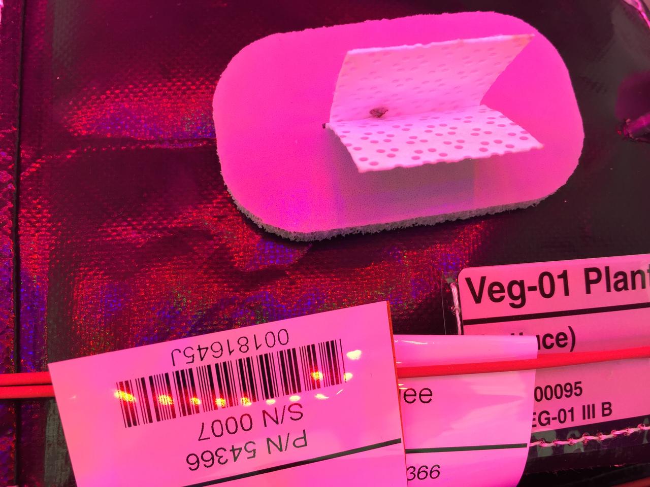 Ground Photos - 18 DAI VEG-01B GC