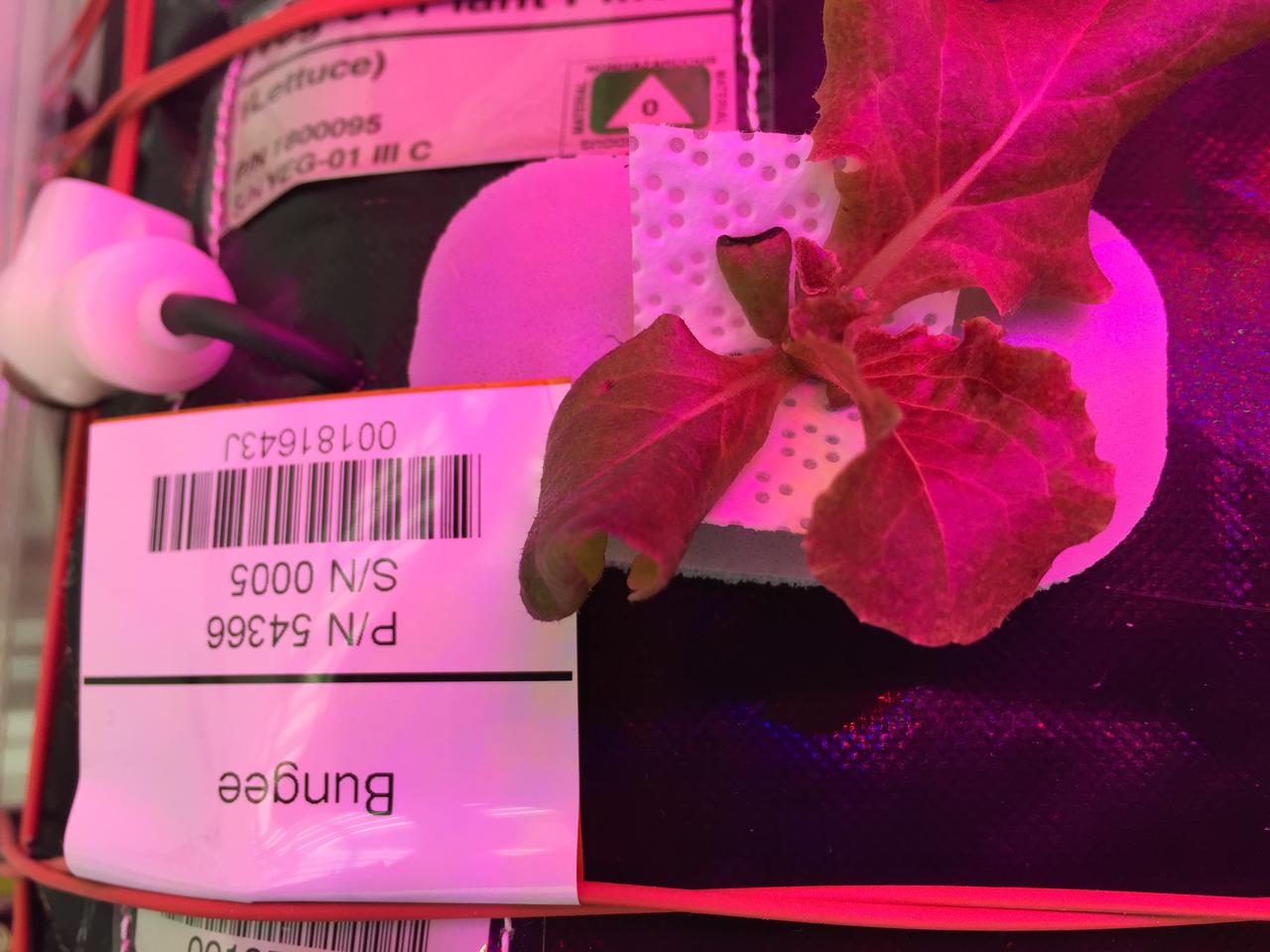 Astronaut Scott Kelly initiated VEG-01 B, the second crop of lettuce, on July, 8, 2015, and both Kelly and Astronaut Kjell Lindgren cared for the plants. The crop grew for 33 days. VEG-01 B included one set of six plant pillows planted with red romaine lettuce seeds. On Aug. 10, 2015, the crew harvested and consumed leaves from each plant. This was the first crop grown and consumed in NASA hardware. They harvested the rest of the plant tissue and froze it in the station’s Minus Eighty-Degree Laboratory Freezer for ISS (MELFI) for return to Earth for further study including microbial analysis, antioxidant capacity, mineral analysis and anthocyanin concentration.