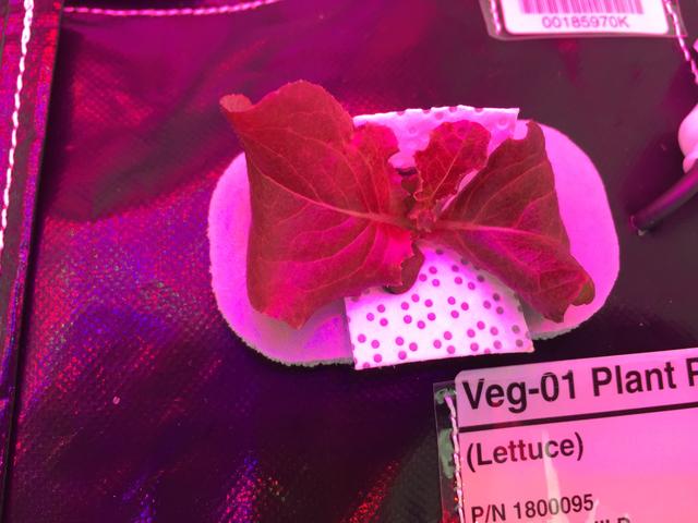 NASA image: Ground Photos - 18 DAI VEG-01B GC