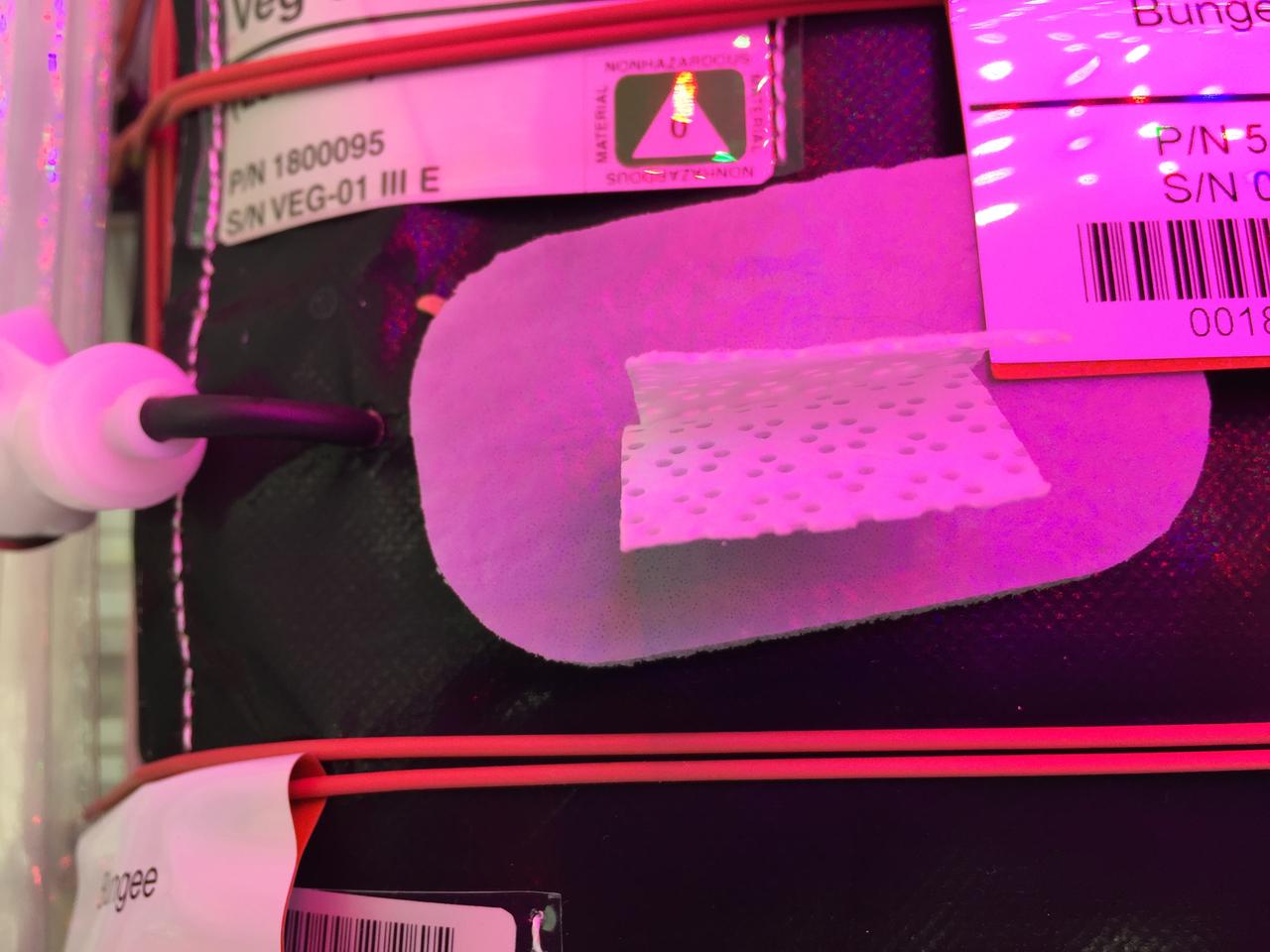 Astronaut Scott Kelly initiated VEG-01 B, the second crop of lettuce, on July, 8, 2015, and both Kelly and Astronaut Kjell Lindgren cared for the plants. The crop grew for 33 days. VEG-01 B included one set of six plant pillows planted with red romaine lettuce seeds. On Aug. 10, 2015, the crew harvested and consumed leaves from each plant. This was the first crop grown and consumed in NASA hardware. They harvested the rest of the plant tissue and froze it in the station’s Minus Eighty-Degree Laboratory Freezer for ISS (MELFI) for return to Earth for further study including microbial analysis, antioxidant capacity, mineral analysis and anthocyanin concentration. 