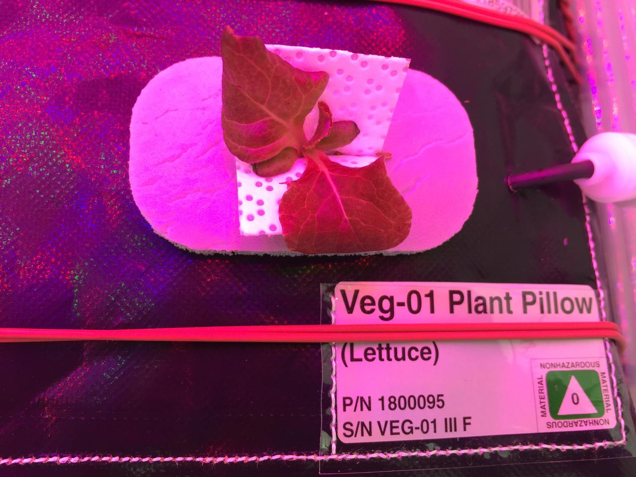 Astronaut Scott Kelly initiated VEG-01 B, the second crop of lettuce, on July, 8, 2015, and both Kelly and Astronaut Kjell Lindgren cared for the plants. The crop grew for 33 days. VEG-01 B included one set of six plant pillows planted with red romaine lettuce seeds. On Aug. 10, 2015, the crew harvested and consumed leaves from each plant. This was the first crop grown and consumed in NASA hardware. They harvested the rest of the plant tissue and froze it in the station’s Minus Eighty-Degree Laboratory Freezer for ISS (MELFI) for return to Earth for further study including microbial analysis, antioxidant capacity, mineral analysis and anthocyanin concentration. 