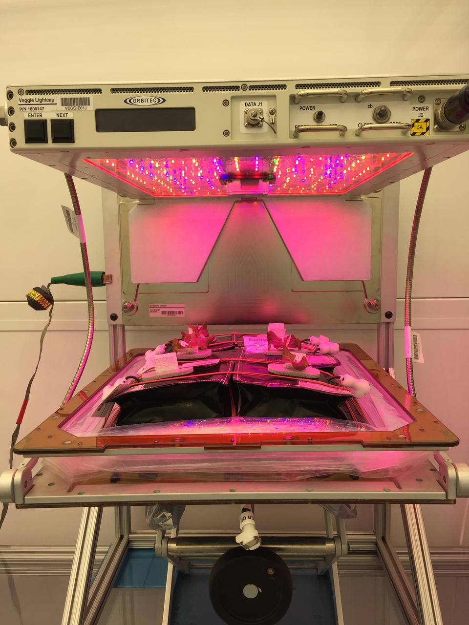 Astronaut Scott Kelly initiated VEG-01 B, the second crop of lettuce, on July, 8, 2015, and both Kelly and Astronaut Kjell Lindgren cared for the plants. The crop grew for 33 days. VEG-01 B included one set of six plant pillows planted with red romaine lettuce seeds. On Aug. 10, 2015, the crew harvested and consumed leaves from each plant. This was the first crop grown and consumed in NASA hardware. They harvested the rest of the plant tissue and froze it in the station’s Minus Eighty-Degree Laboratory Freezer for ISS (MELFI) for return to Earth for further study including microbial analysis, antioxidant capacity, mineral analysis and anthocyanin concentration. 