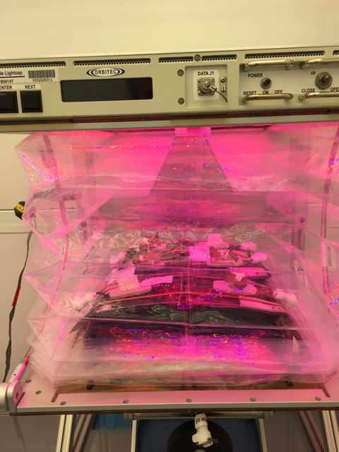 NASA image: Ground Photos - 18 DAI VEG-01B GC