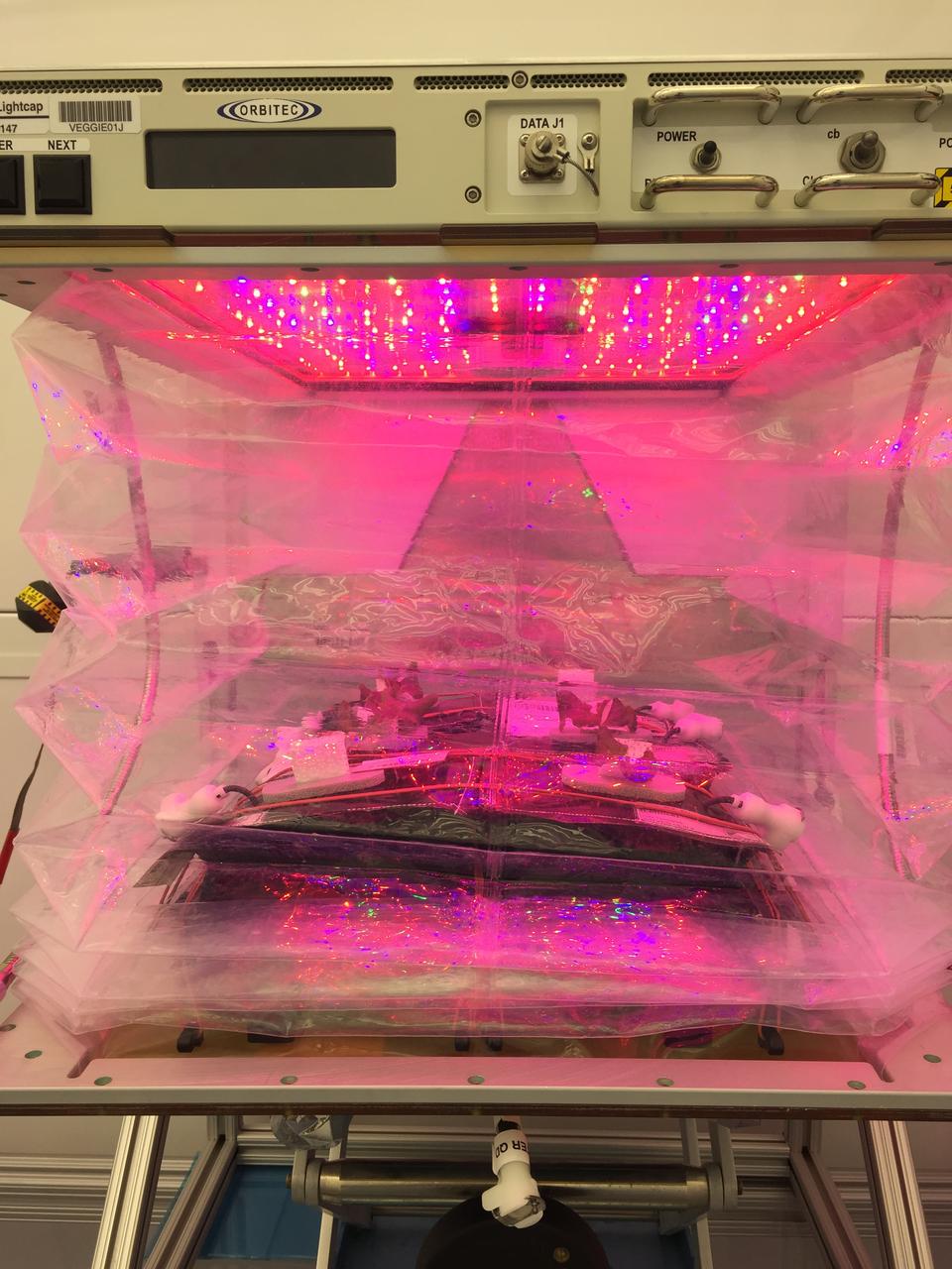 Astronaut Scott Kelly initiated VEG-01 B, the second crop of lettuce, on July, 8, 2015, and both Kelly and Astronaut Kjell Lindgren cared for the plants. The crop grew for 33 days. VEG-01 B included one set of six plant pillows planted with red romaine lettuce seeds. On Aug. 10, 2015, the crew harvested and consumed leaves from each plant. This was the first crop grown and consumed in NASA hardware. They harvested the rest of the plant tissue and froze it in the station’s Minus Eighty-Degree Laboratory Freezer for ISS (MELFI) for return to Earth for further study including microbial analysis, antioxidant capacity, mineral analysis and anthocyanin concentration. 