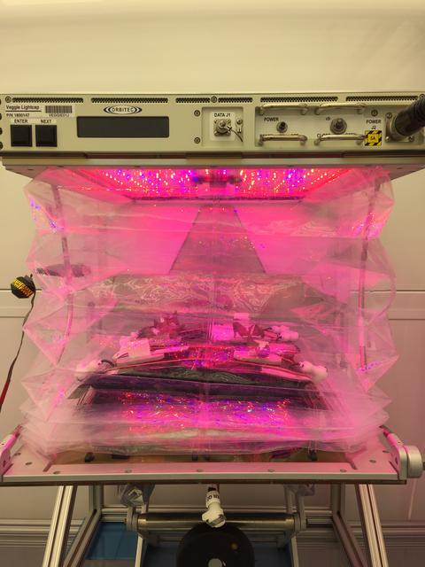 NASA image: Ground Photos - 18 DAI VEG-01B GC