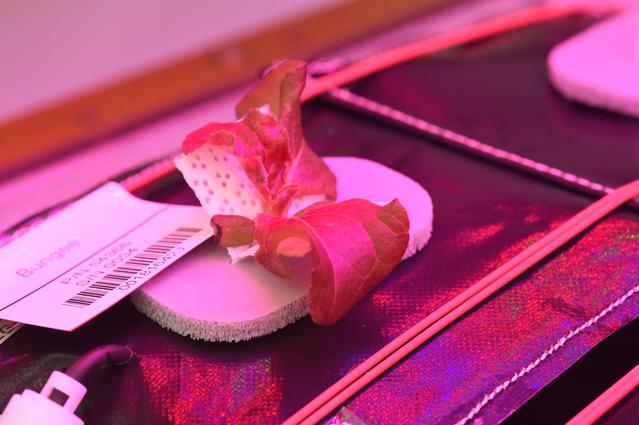 NASA image: Ground Photos - 18 DAI VEG-01B GC