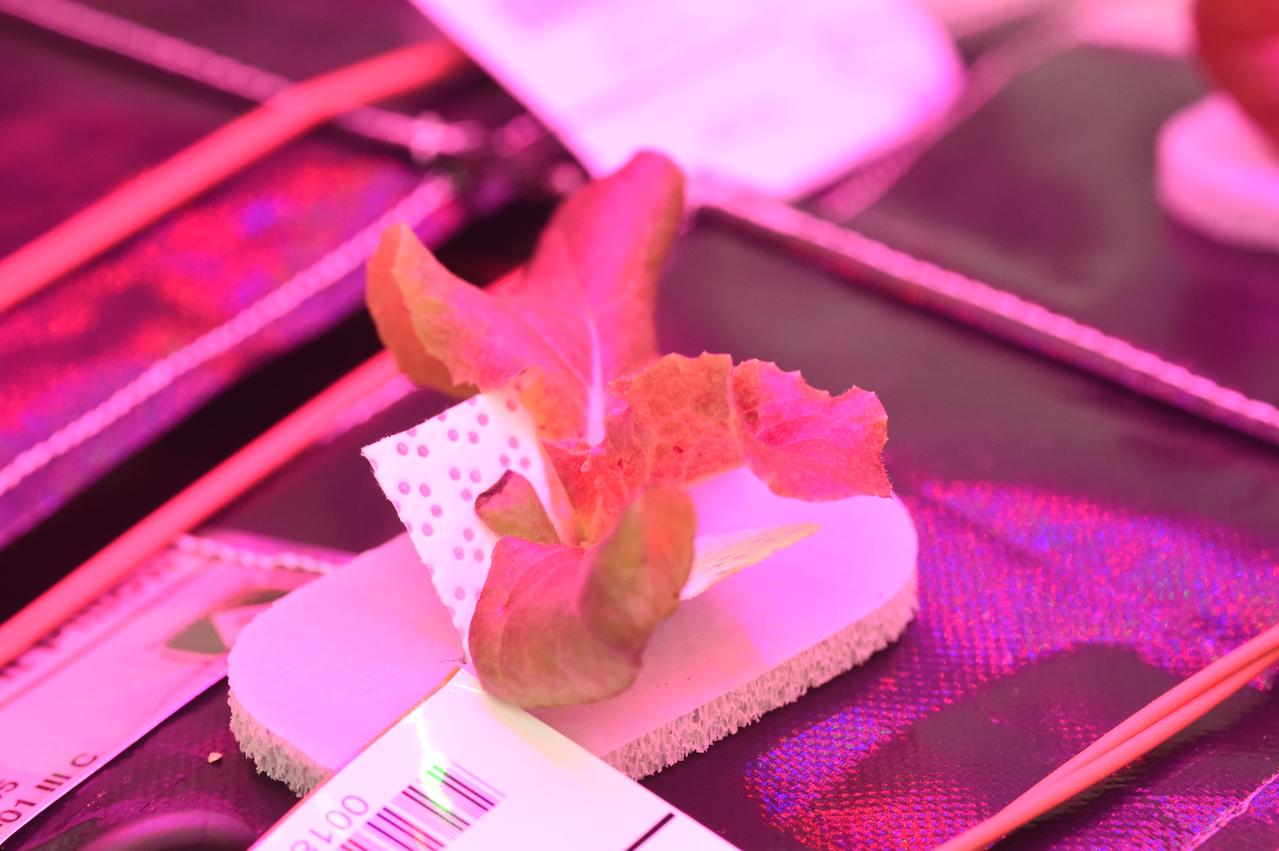 Astronaut Scott Kelly initiated VEG-01 B, the second crop of lettuce, on July, 8, 2015, and both Kelly and Astronaut Kjell Lindgren cared for the plants. The crop grew for 33 days. VEG-01 B included one set of six plant pillows planted with red romaine lettuce seeds. On Aug. 10, 2015, the crew harvested and consumed leaves from each plant. This was the first crop grown and consumed in NASA hardware. They harvested the rest of the plant tissue and froze it in the station’s Minus Eighty-Degree Laboratory Freezer for ISS (MELFI) for return to Earth for further study including microbial analysis, antioxidant capacity, mineral analysis and anthocyanin concentration. 