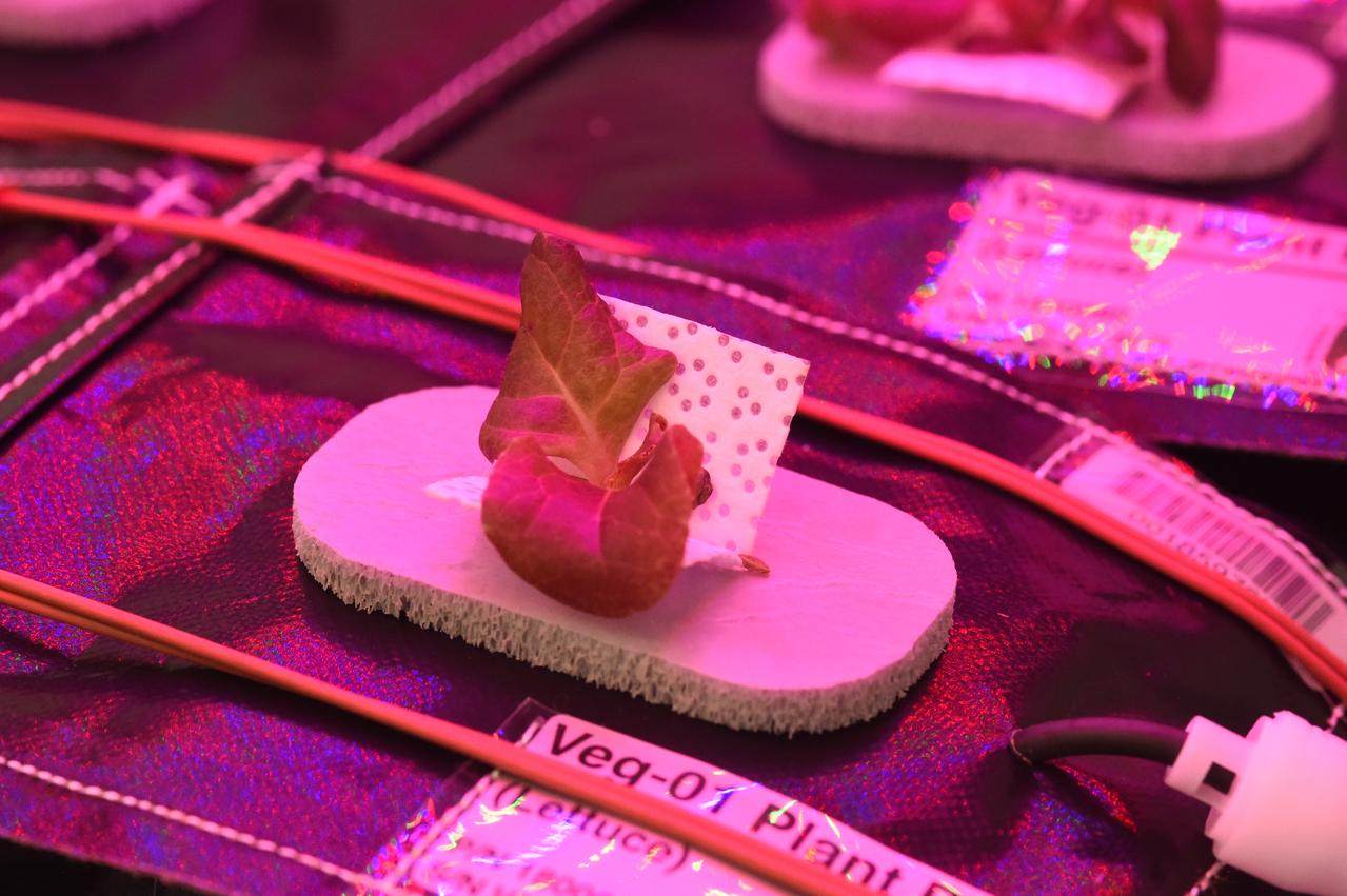 Astronaut Scott Kelly initiated VEG-01 B, the second crop of lettuce, on July, 8, 2015, and both Kelly and Astronaut Kjell Lindgren cared for the plants. The crop grew for 33 days. VEG-01 B included one set of six plant pillows planted with red romaine lettuce seeds. On Aug. 10, 2015, the crew harvested and consumed leaves from each plant. This was the first crop grown and consumed in NASA hardware. They harvested the rest of the plant tissue and froze it in the station’s Minus Eighty-Degree Laboratory Freezer for ISS (MELFI) for return to Earth for further study including microbial analysis, antioxidant capacity, mineral analysis and anthocyanin concentration. 