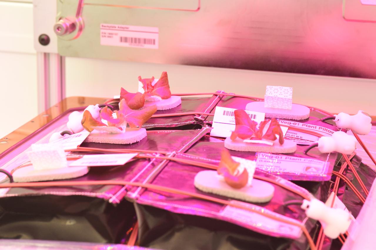 Ground Photos - 18 DAI VEG-01B GC