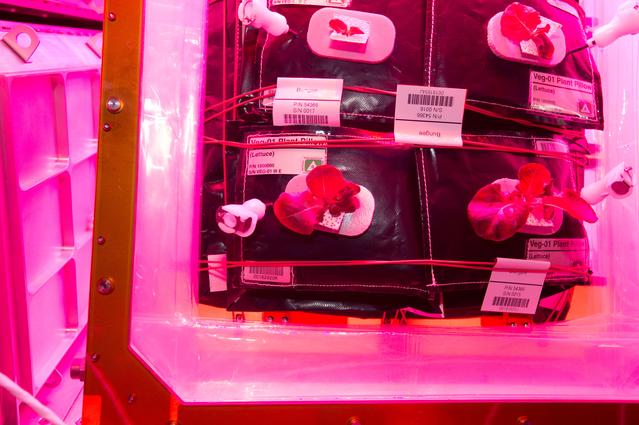 NASA image: Flight Photos - VEG-01B Day 19 GMT 208