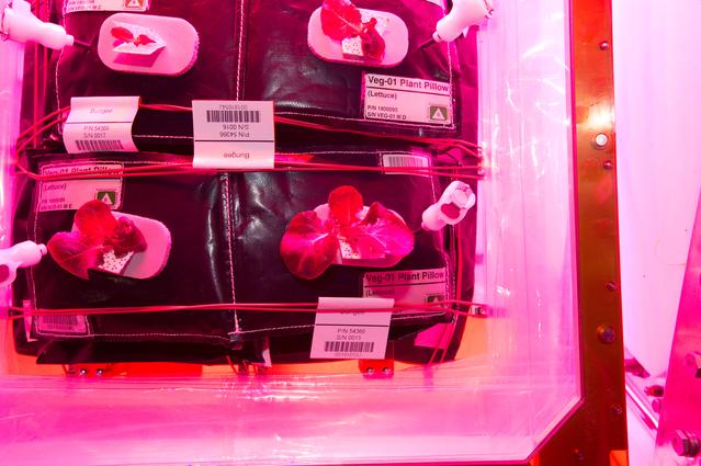 NASA image: Flight Photos - VEG-01B Day 19 GMT 208